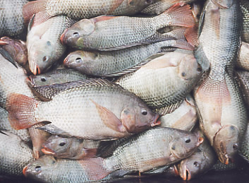 african fish nile tilapia consumes mosquito larvae