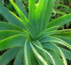 Best naturopathic medicines to treat blackheads on skin aloe vera image title tie3o