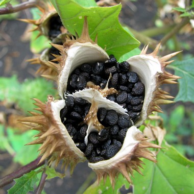 Home remedies to manage malaria fever