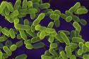 bacteria ecoli causes many diseases 3203