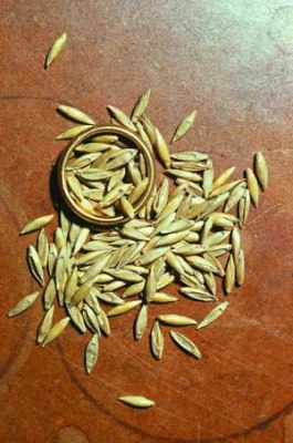 bamboo seeds 5248 bamboo seeds 5248