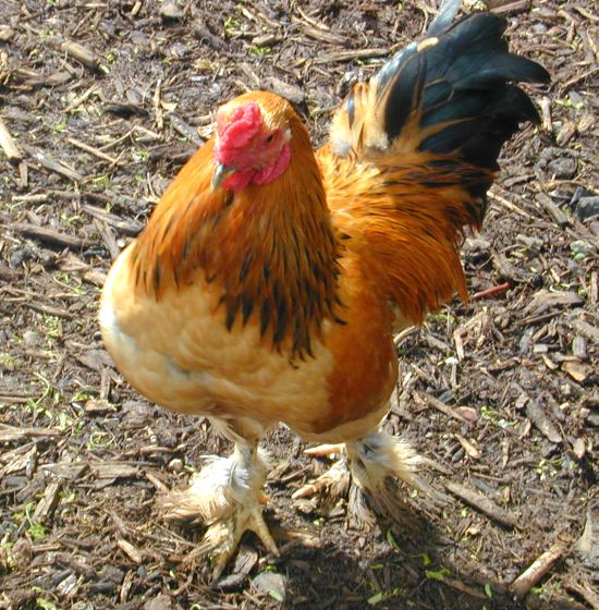 bantam rooster ZLxaX 8167