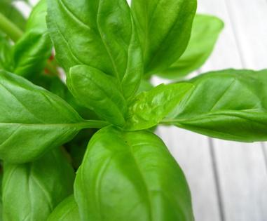 Most effective stress busting holistic medicines 7 Most effective stress busting holistic medicines basil image title bhzi4