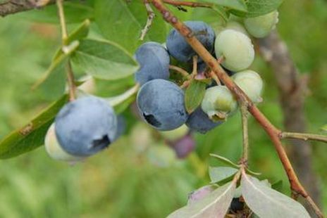 Bilberry