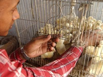 bird flu flies to bangladesh 246