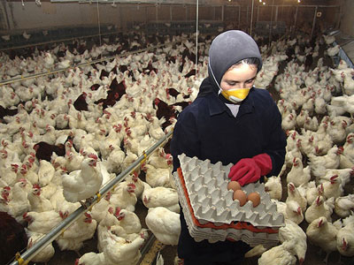 bird flu in britain 246 bird flu in britain 246