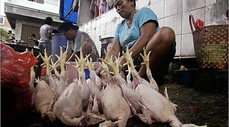 bird flu bird flu
