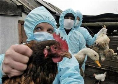 birdflue1 birdflue1