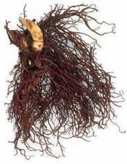 black cohosh herb 9