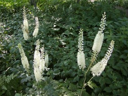 Black Cohosh