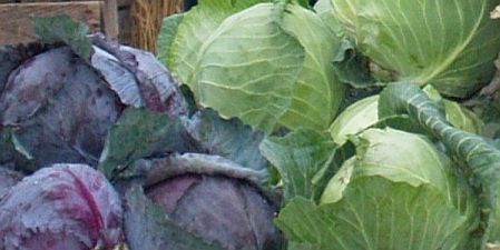cabbage