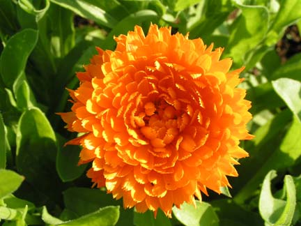 Best naturopathic medicines to treat blackheads on skin calendula soap image title 8ytzv
