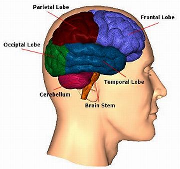 can we have artificial human brain