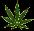 cannabis 3203