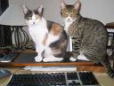 cats 3821