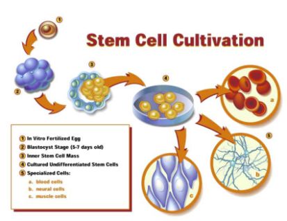 cells