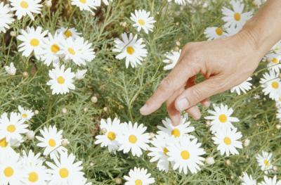 Most effective stress busting holistic medicines 4 Most effective stress busting holistic medicines chamomile image title vtsp7