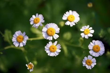 Chamomile
