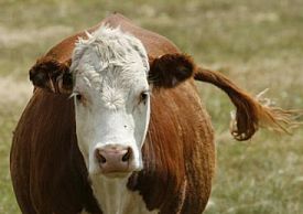 cloned animal 64
