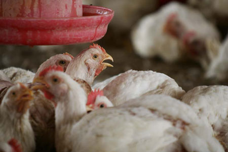 contaminated birds