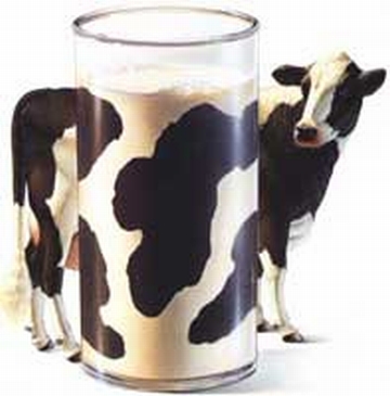 cow milk