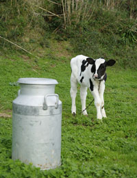 cows milk