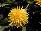 dandelion 2112