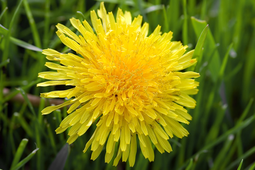 Best naturopathic medicines to treat blackheads on skin dandelion image title 97ldn