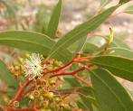 eucalyptus 5357