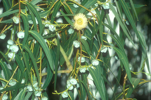 Fight jet lag with these simple aromatherapy solutions eucalyptus helps avoid headache and respiratory problems image title lnoq3
