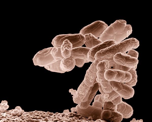 Fecal therapy