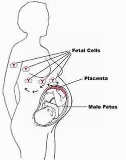 fetalcells fetalcells
