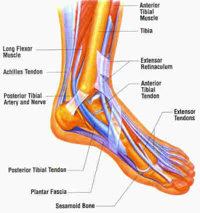 foot foot