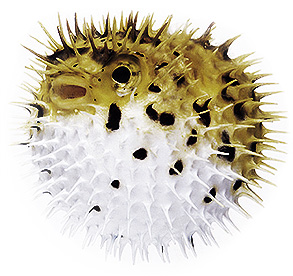 fugu 4717 fugu 4717