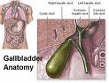 gallbladder in human being 3203