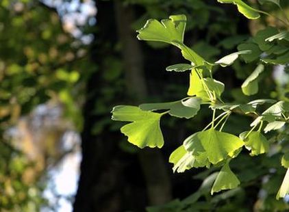 Ginkgo Biloba