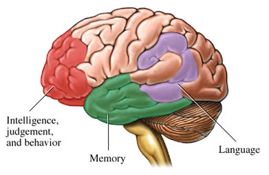 hdac can help increase memory 246