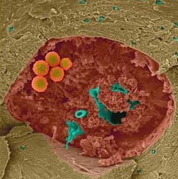 human hematopoietic stem cells 9