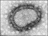 influenza virus influenza virus