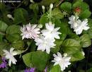 jasmine 2112