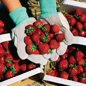 keep your teeths clean by using strawberries