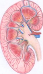 kidney 5