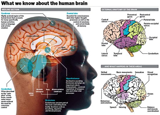 known facts about the brain img