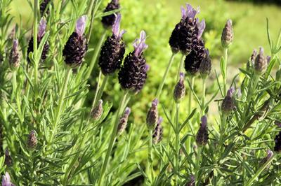 Most effective stress busting holistic medicines 13 Most effective stress busting holistic medicines lavender image title neijw