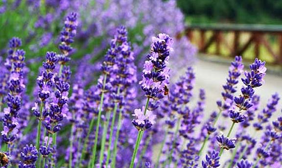Fight jet lag with these simple aromatherapy solutions lavender insures peaceful sleep image title mpza1