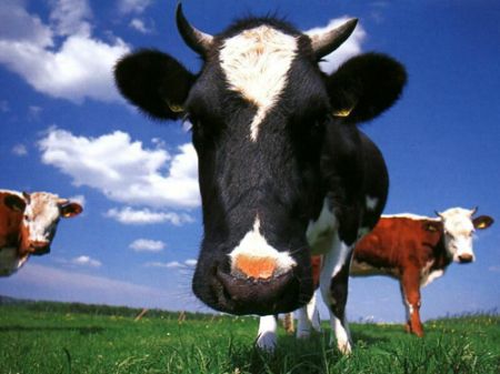 low fat milk producing cows 64