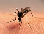 malaria causing mosquito 4515