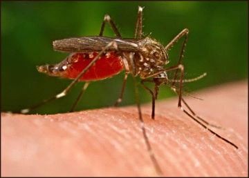 mosquito bite 9