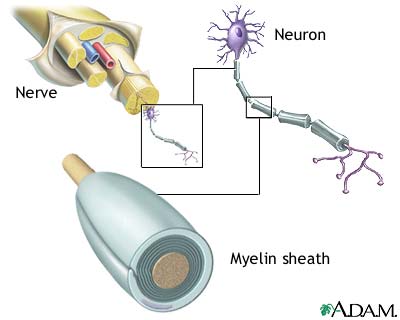 myelin and nerve structure