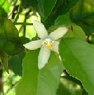 neroli 2112